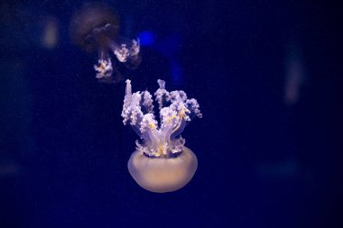 Mavi okyanus suyunda pembe turuncu denizanası, soyut arkaplan