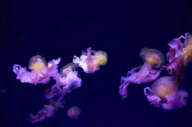 Mavi okyanus suyunda pembe turuncu denizanası, soyut arkaplan