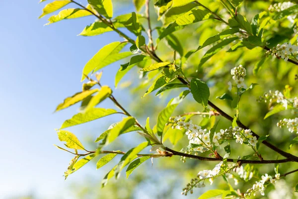 Voorjaarsbloesem achtergrond. Prachtige natuur met bloeiende boom en zonnevlam. Zonnige dag. Voorjaarsbloemen. Abstracte wazige achtergrond. Springtime, kopieer ruimte — Stockfoto