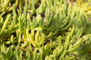 Sulu bitkilerden gelen doğal bitki arkaplanı. Bahar yaz arkaplanı, kopyalama alanı.