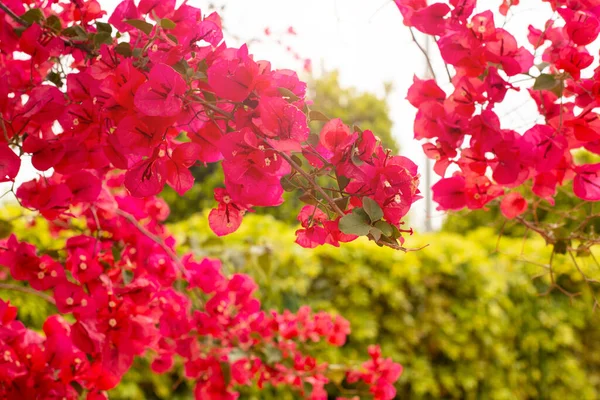 Ramo brilhante de flores de buganvília vermelhas em um fundo de folhagem verde exuberante, fundo de textura da natureza, tempo de floração, lugar para texto — Fotografia de Stock