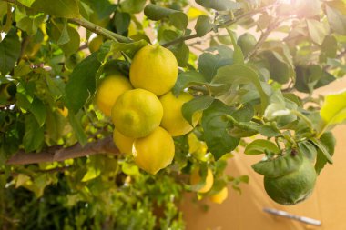 Güneşli bir bahçedeki bir limon dalında bir sürü olgun limon. Boşluğu kopyala