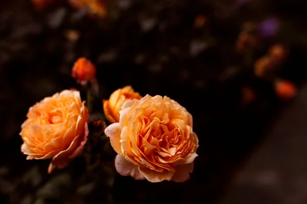 Flores de rosa âmbar ou cor de salmão em fundo tonificação escura. Espaço de cópia Fotografias De Stock Royalty-Free