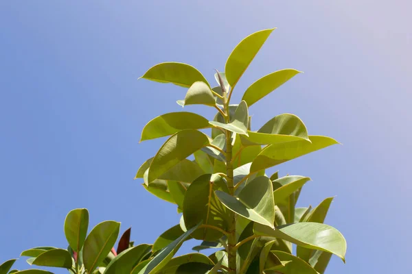 Close Ficus Leaves Blue Sky Background Natural Tropical Background Copy — Foto de Stock