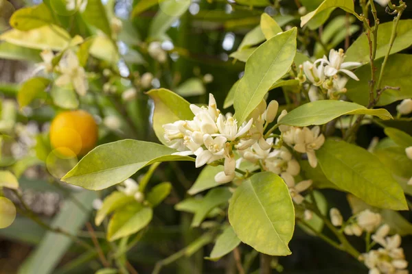 Ramo Com Flores Uma Laranjeira Entre Folhas Jardim Frutas Florescendo — Fotografia de Stock