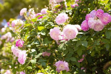 Pembe tırmanma gülleri ve güneşte tatlı yapraklar..