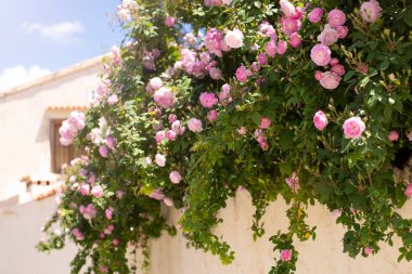 Evin yanındaki beyaz çatlamış duvarda pembe bir gül ağacı var..