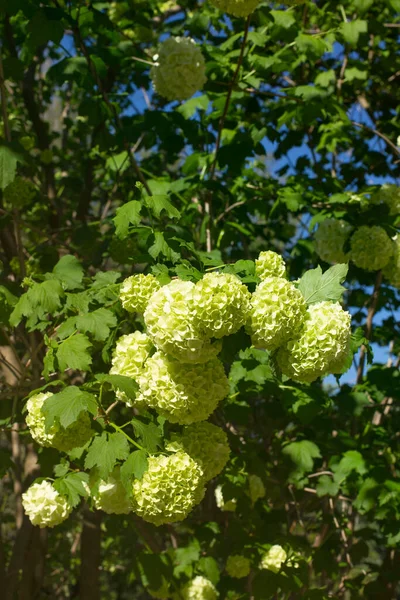 Bloeiende Groene Hortensia Struik Engelse Tuin Van Het Koninklijk Paleis — Stockfoto