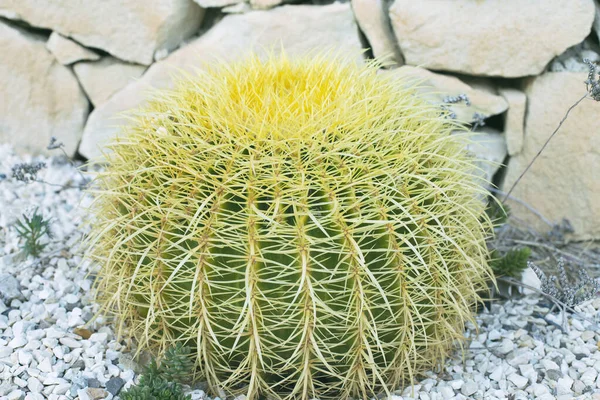 Grön kaktus i form av en boll med långa gula ryggar närbild. — Stockfoto