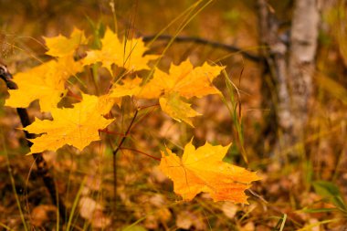 Ormanda sarı akçaağaç yaprakları olan sonbahar arkaplanı. Seçici odak.
