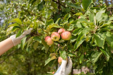 Eldivenli eller olgun elma topluyor. Hasat.