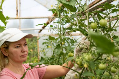 Domatesli bir seradaki genç beyaz kadın bitki büyümesini kontrol ediyor.