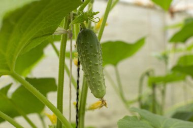 Genç salatalık bir serada sarmaşıkta büyüyor.