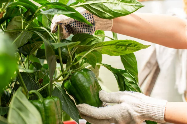 Mani in guanti da giardinaggio stanno raccogliendo peperoni dolci maturazione sulla vite Fotografia Stock