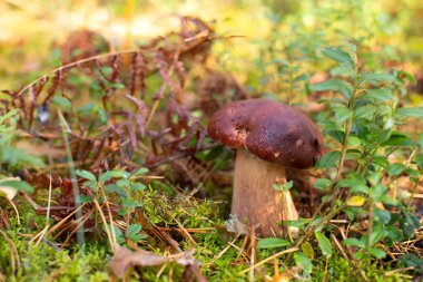 Yeşil arka plandaki bir ormanda yenebilir mantar, Boletus edulis. Sonbahar arkaplanı