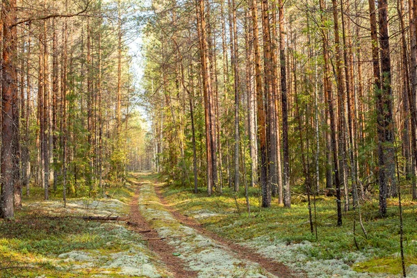 Landschaft einer Waldstraße, die im Sonnenlicht mit Moos bedeckt ist. Herbst Kiefernwald Hintergrund. — Stockfoto