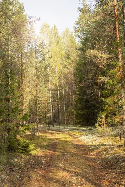 Waldstraßenlandschaft im Sonnenlicht. Wald im Herbst. — Stockfoto
