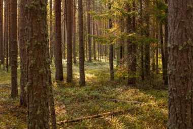Sonbahar ormanında yosun kaplı çam ağaçlarının gövdeleri. Sonbahar doğal orman arka planı.