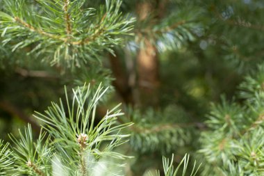 Kozalaklı ağaç dalları, kopyalama alanı olan doğal ladin arkaplanı, seçici odak