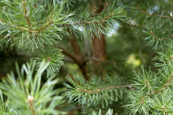 Coniferous tree branches, natural spruce background with copy space, selective focus