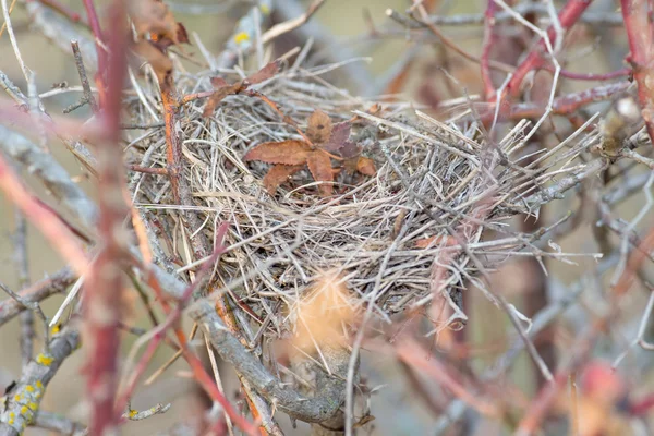 Nest aus Stroh — Stockfoto