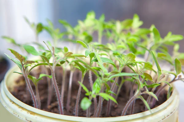 Mudas em um vaso de plantas — Fotografia de Stock