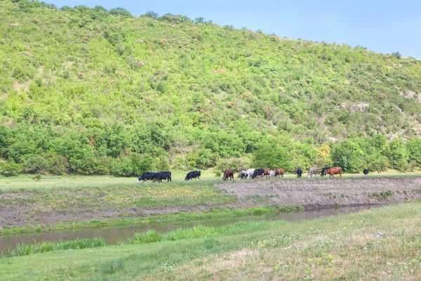 Manada de vacas en el prado —  Fotos de Stock