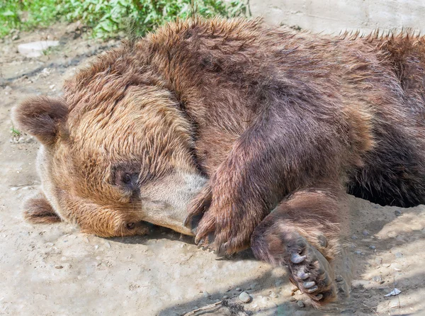Кроткий медвежонок — стоковое фото