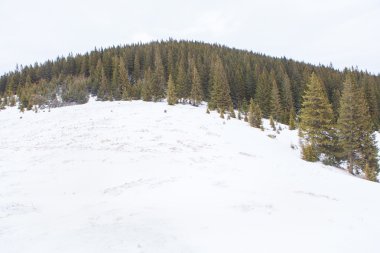 çam ağaçları karlı tepe üzerinde