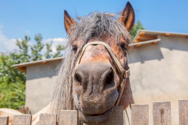 kahverengi at komik surat