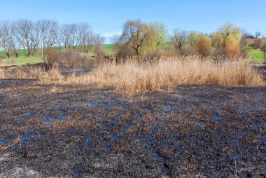 Yangından sonra doğa