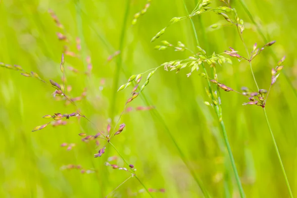 Sfondo piante fresche — Foto Stock