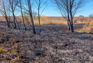 Yangından sonra doğa
