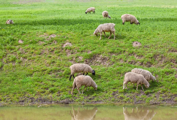 Вівці на зеленому березі річки — стокове фото
