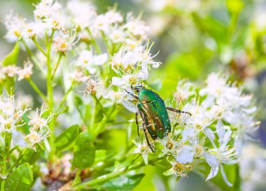 Yeşil böcek Rose Chafer (cetonia aurata)