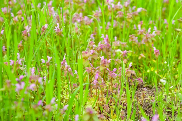 Primavera fiori sfondo — Foto Stock