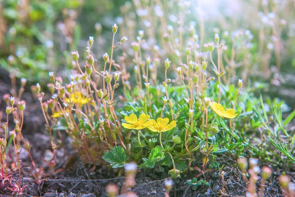 Gelbe Frühlingsblumen — Stockfoto