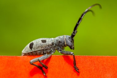 Kırmızı ve yeşil zemin üzerine beetle