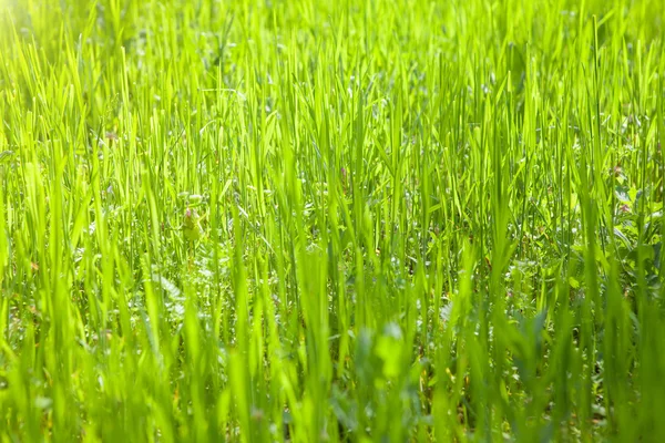 Fresh grass background — Stock Photo, Image