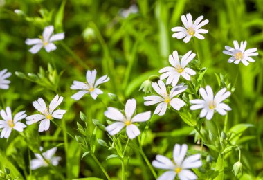 Yeşil arkaplanda beyaz çiçekler