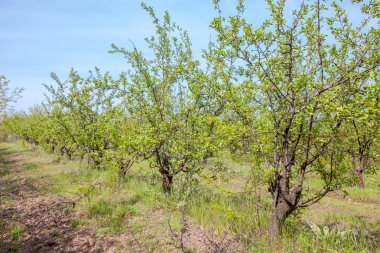 Erik Bahçe ağaçları