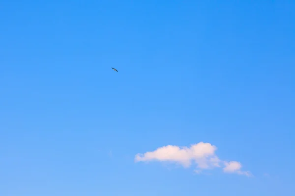 青い空に飛んでいるコウノトリ — ストック写真