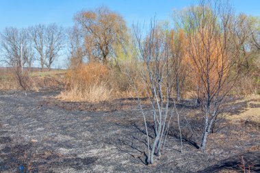 Yangından sonra yaz doğa