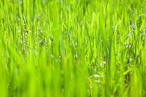 Grama verde fresca — Fotografia de Stock