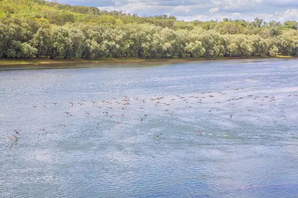 Vogelschwarm fliegt über den Fluss — Stockfoto