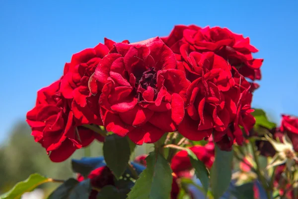 Rosas con pétalos rojos — Foto de Stock