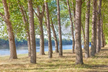 Göl kıyısındaki ağaçlar
