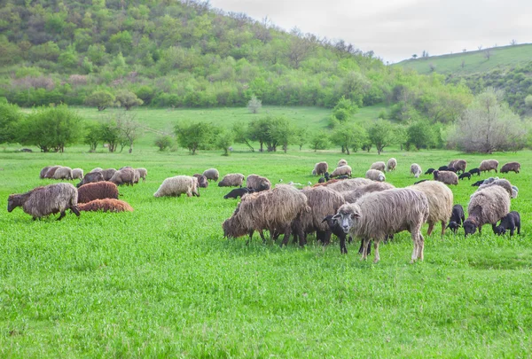 Alpine mera sahne — Stok fotoğraf