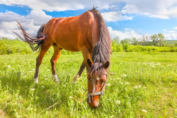 Joven Horse Grazing — Foto de Stock