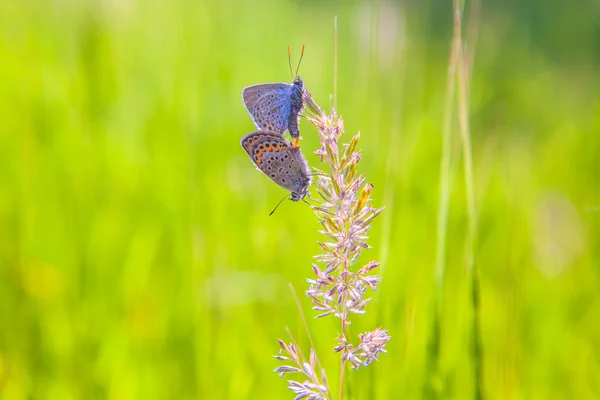 Бабочки спариваются на траве — стоковое фото